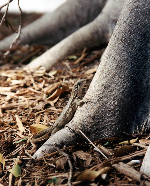 Florida is just littered with lizards. (Category:  Family)