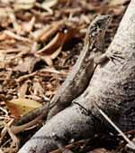 Florida is just littered with lizards. (Category:  Family)