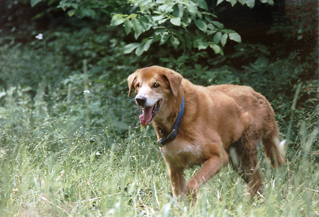 A very muddy Mandel. (Category:  Hiking)