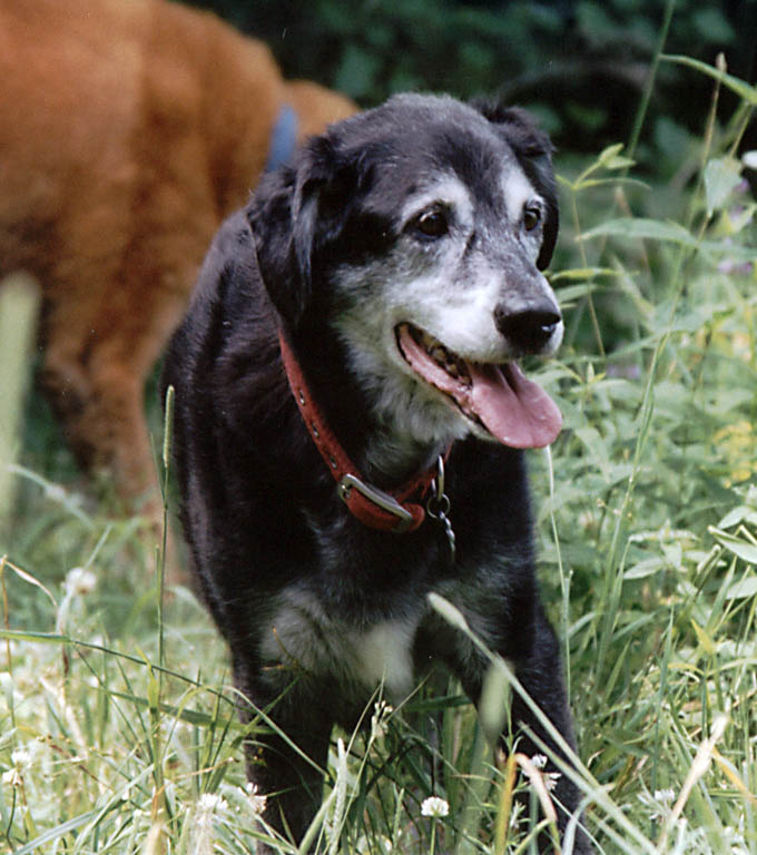 Lance enjoying the hike.  This is the last picture I have of Lance before his unexpected death on 7/12/04. (Category:  Hiking)