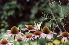 Butterfly Gardens (Category:  Family)