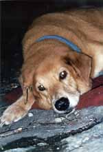 Mandel resting at the base of the cliff. (Category:  Rock Climbing)