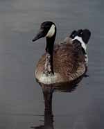 Honk Solo, the barn goose. (Category:  Family)