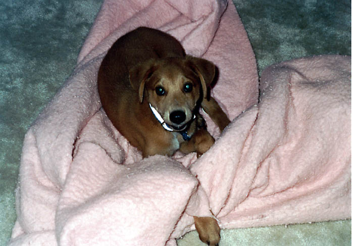 Mandel with his pink blanket (Category:  Dogs)