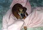 Mandel with his pink blanket (Category:  Dogs)