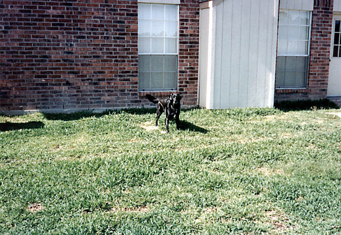 Lance in the back yard. (Category:  Dogs)