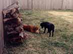 Mandel and Lance eating firewood. (Category:  Dogs)