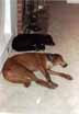 Mandel and Lance sleeping. (Category:  Dogs)