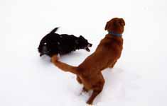 Mandel and Lance playing in 12 inches of fresh snow. (Category:  Dogs)