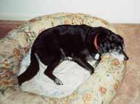 Lance in his doggy bed. (Category:  Dogs)