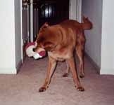 Mandel with his puff ball. (Category:  Dogs)