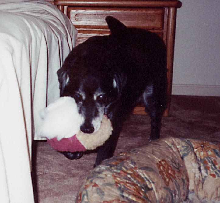 Lance with his puff ball. (Category:  Dogs)