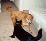 Mandel and Lance playing. (Category:  Dogs)