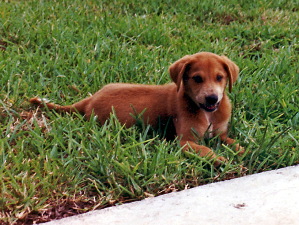 Mandel as a puppy. (Category:  Dogs)