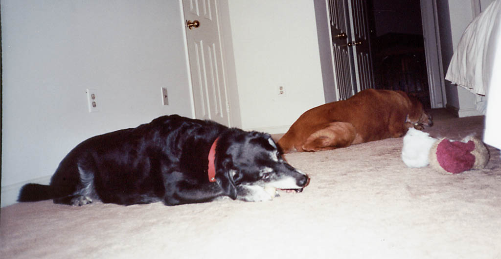 Lance chewing on his bone. (Category:  Dogs)