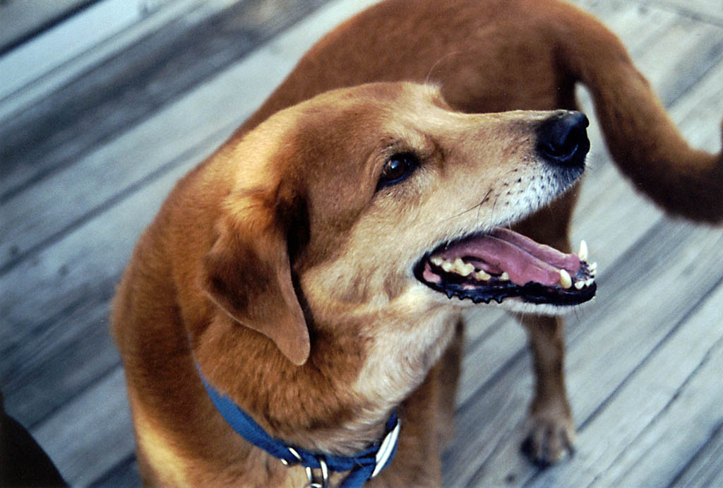 Mandel on the back porch. (Category:  Dogs)