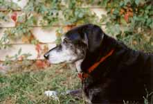 Lance on his 11th birthday. (Category:  Dogs)