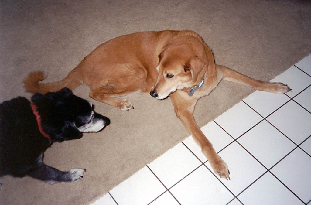 Lance and Mandel playing. (Category:  Dogs)