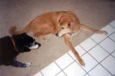 Lance and Mandel playing. (Category:  Dogs)