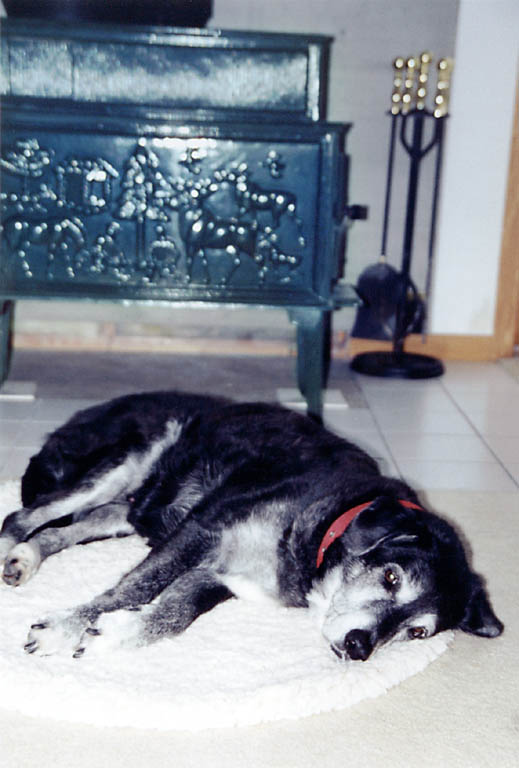 Lance enjoying the warmth of the stove. (Category:  Dogs)