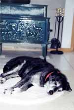 Lance enjoying the warmth of the stove. (Category:  Dogs)