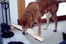 Mandel happy to be eating firewood. (Category:  Dogs)