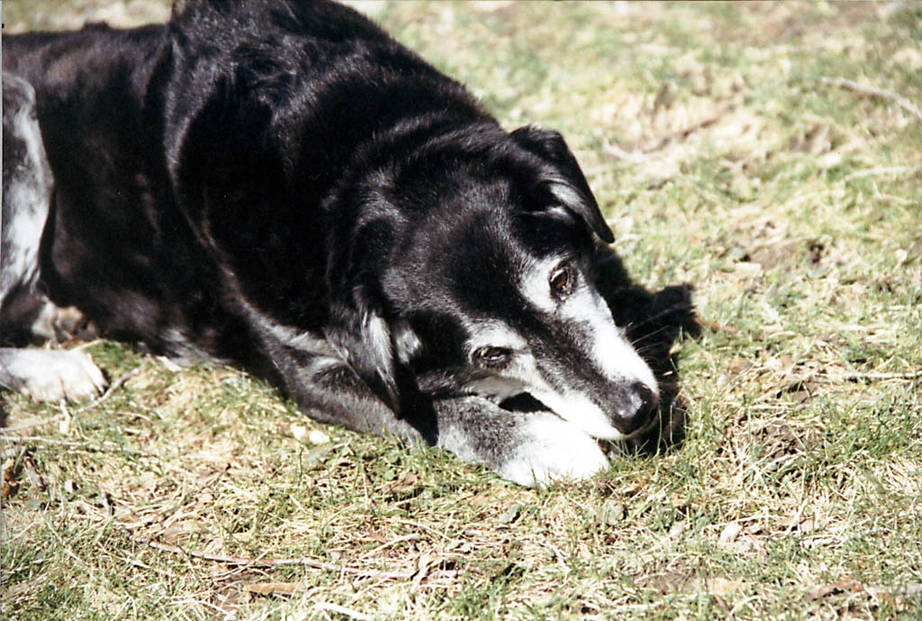 Lance (Category:  Dogs)