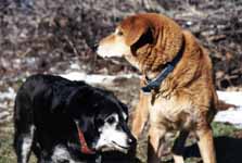 Lance and Mandel (Category:  Dogs)