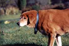 Mandel enjoying one of the last warm, sunny days of fall. (Category:  Dogs)