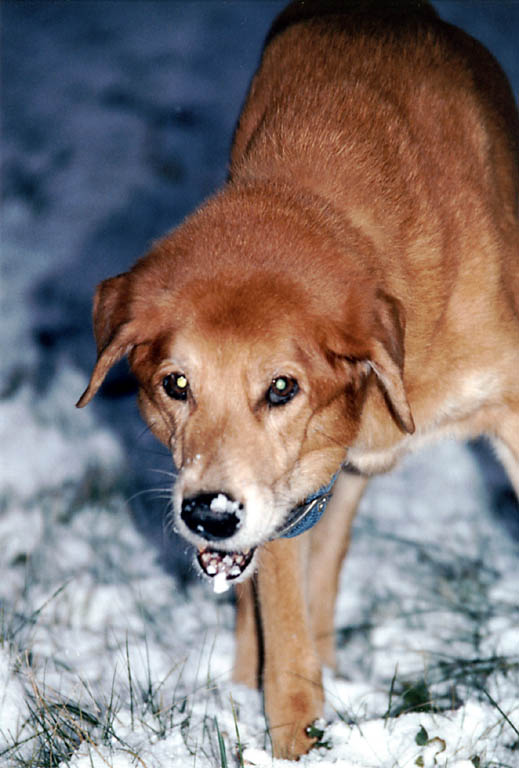 Mandel enjoying eating snow during the first significant accumulation of the season. (Category:  Dogs)