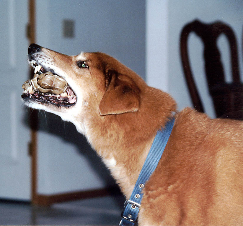 Mandel chewing his rawhide. (Category:  Dogs)