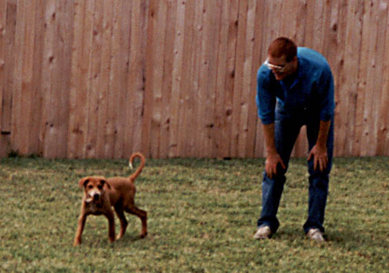 Mandel as a puppy. (Category:  Dogs)