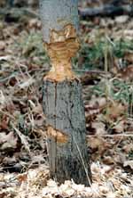 Beavers nearly finished this tree on Beebe Lake. (Category:  Hiking)