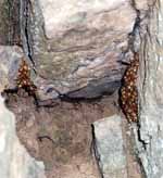 Huge colony of ladybugs in a crack on Roadside Attraction. (Category:  Rock Climbing)