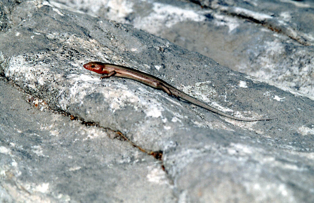 The skinks were really out these two days. (Category:  Rock Climbing)