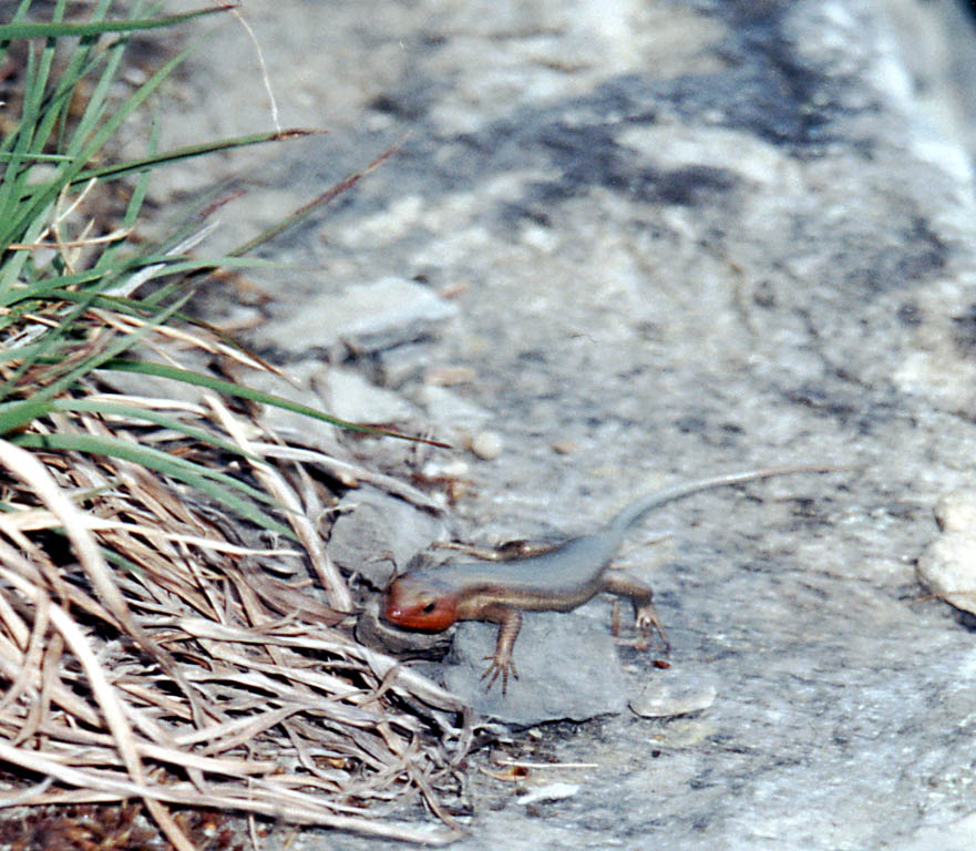 The skinks were really out these two days. (Category:  Rock Climbing)