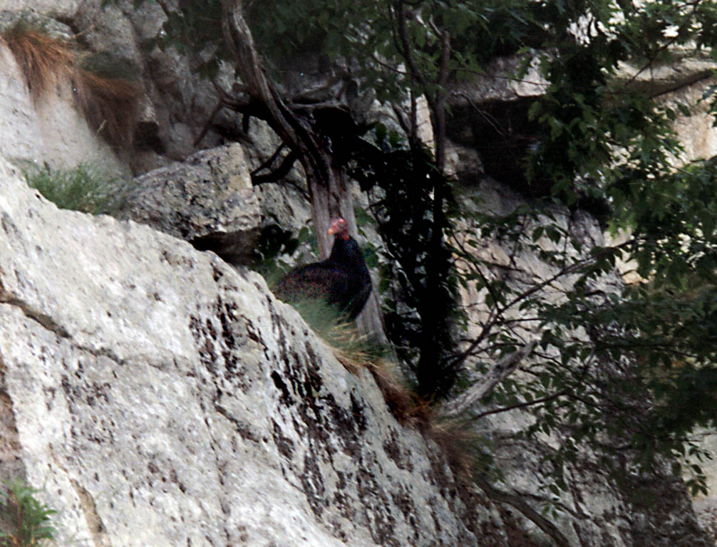 While I was belaying Emilie on the second pitch of Andrew, a huge Turkey Vulture landed just 20' away from me. (Category:  Rock Climbing)