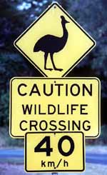 Cassowary crossing. (Category:  Travel)