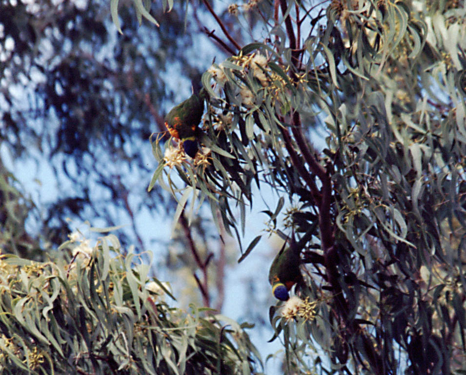 Lorikeets (Category:  Travel)