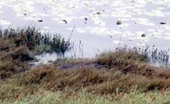 Crocodile (Category:  Travel)