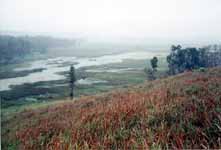 Misty swamp (Category:  Travel)