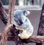 Koala. (Category:  Travel)