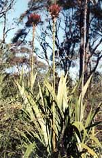 Century plant.  Or at least something that looks similar. (Category:  Travel)