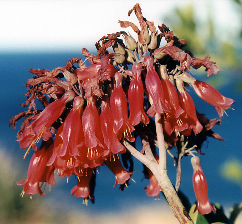 Brilliant red flowers. (Category:  Travel)