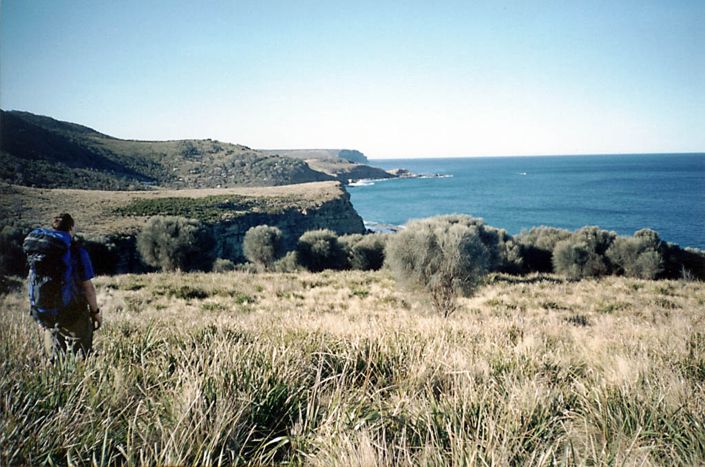 Hiking along the coast.  All of the trees in this area looked like Truffula Trees. (Category:  Travel)