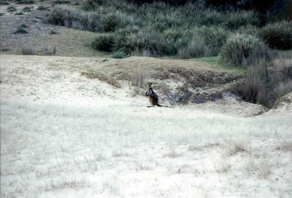 Kangaroo in the distance. (Category:  Travel)