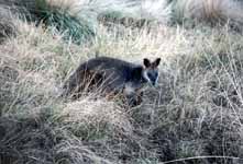 Same Kangaroo much closer.  This is as close as I ever was able to come to a wild Kangaroo. (Category:  Travel)