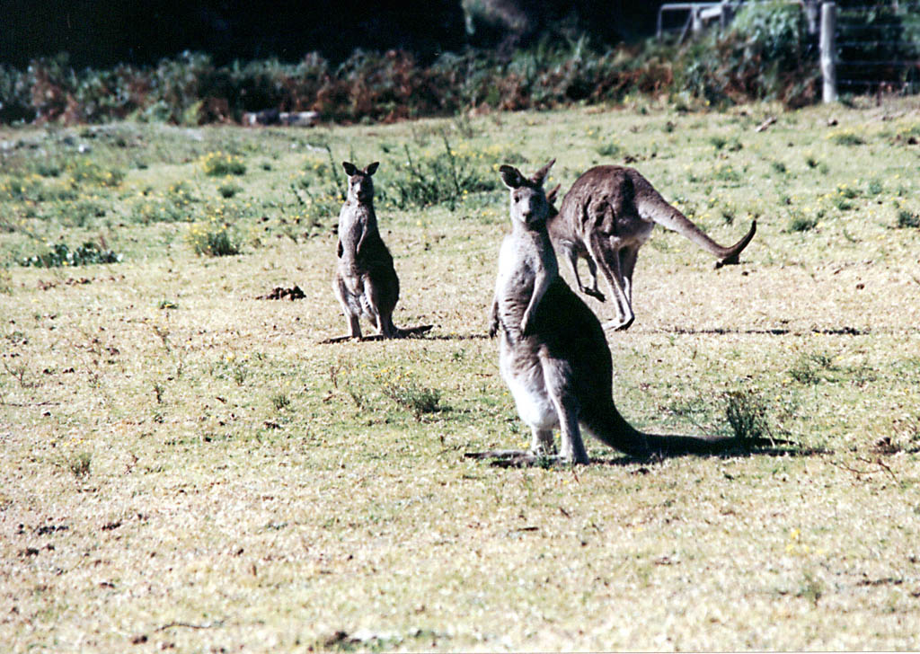 Kangaroo (Category:  Travel)