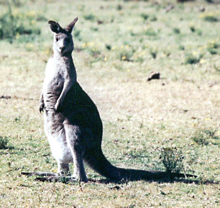 Kangaroo (Category:  Travel)