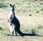 Kangaroo (Category:  Travel)